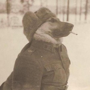 Funny Russian Military Dog