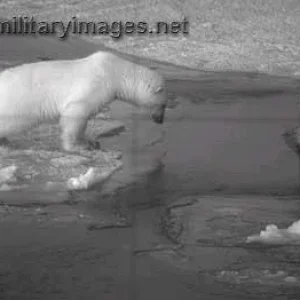 Polar bear and Sub Con tower