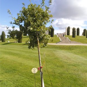 Gloucestershire  the Royal Gloucestershire Berkshire  Wiltshire Regiments Tree