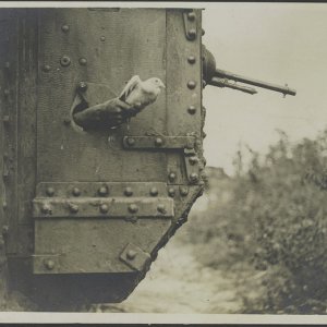 WW1 pigeon