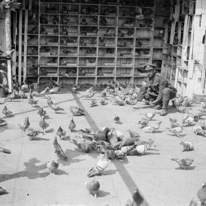 Carrier Pigeons WW1