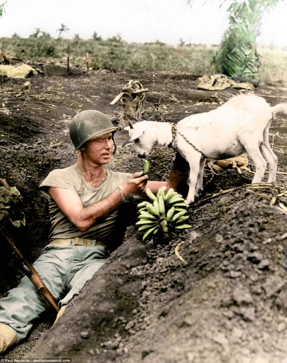 4772111F00000578-5194087-A_US_Marine_feeds_bananas_to_a_goat_in_Saipan_the_largest_of_the-a-8_...jpg