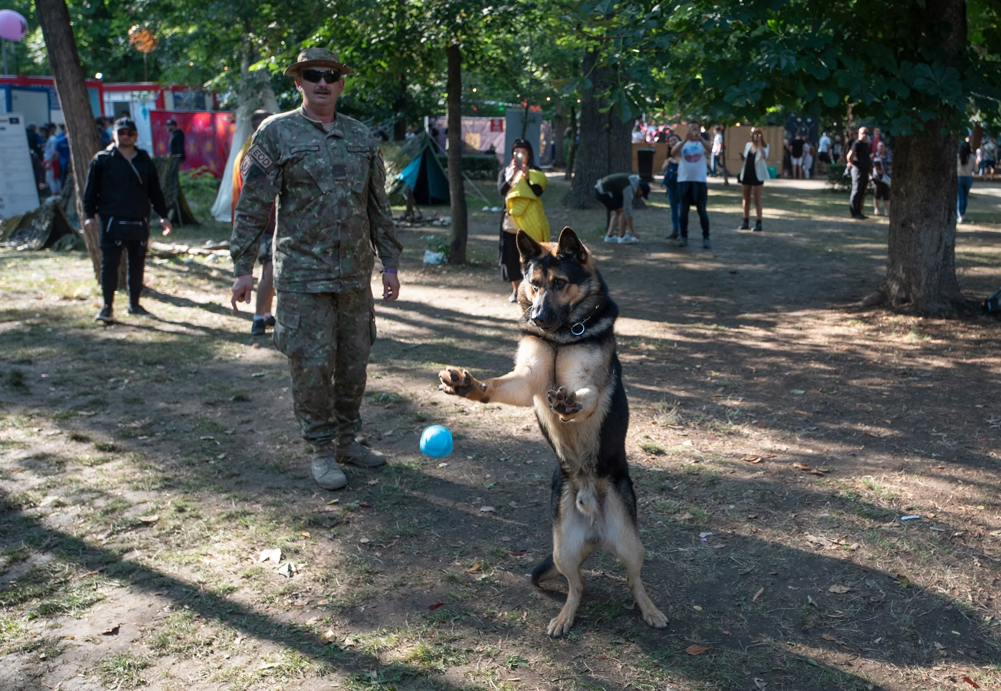 Photos Pictures Of Dogs In The Military Police K9