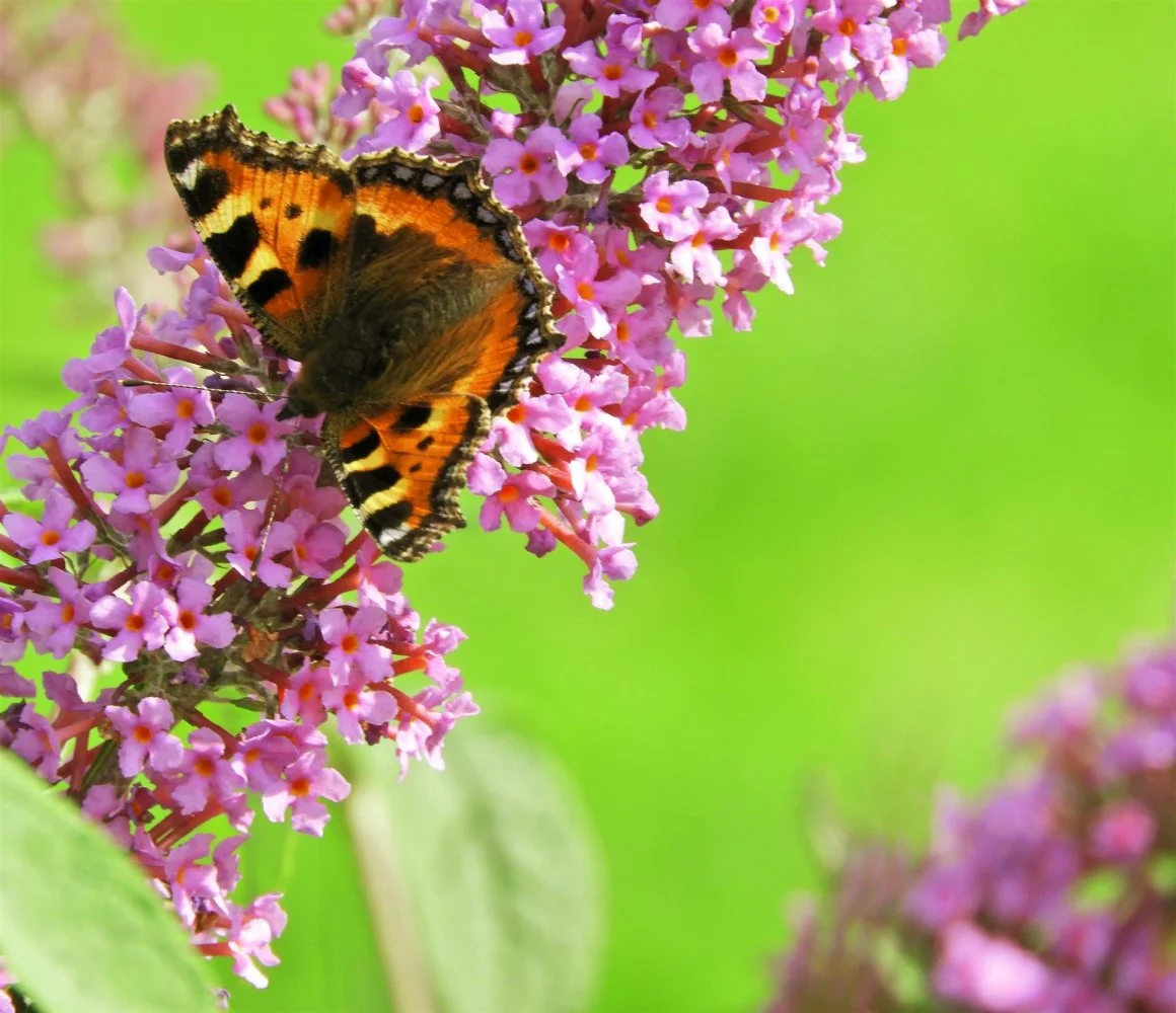 butterfly edit 1.webp