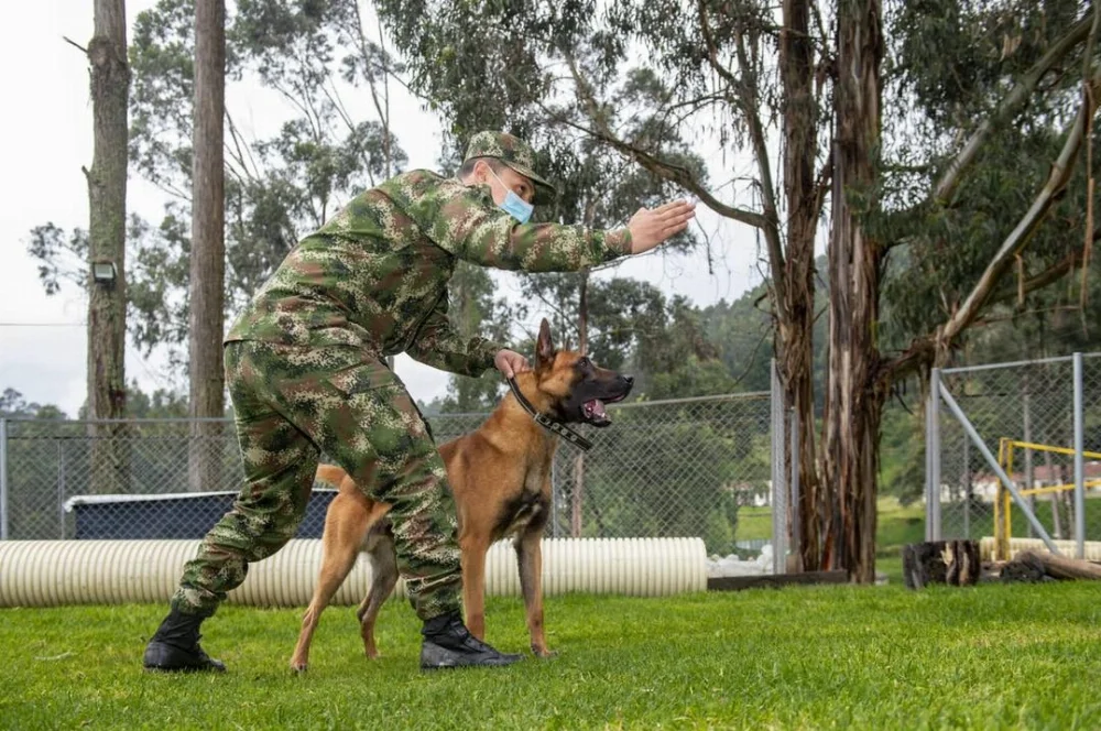 COL-EJC-K9-A4.webp