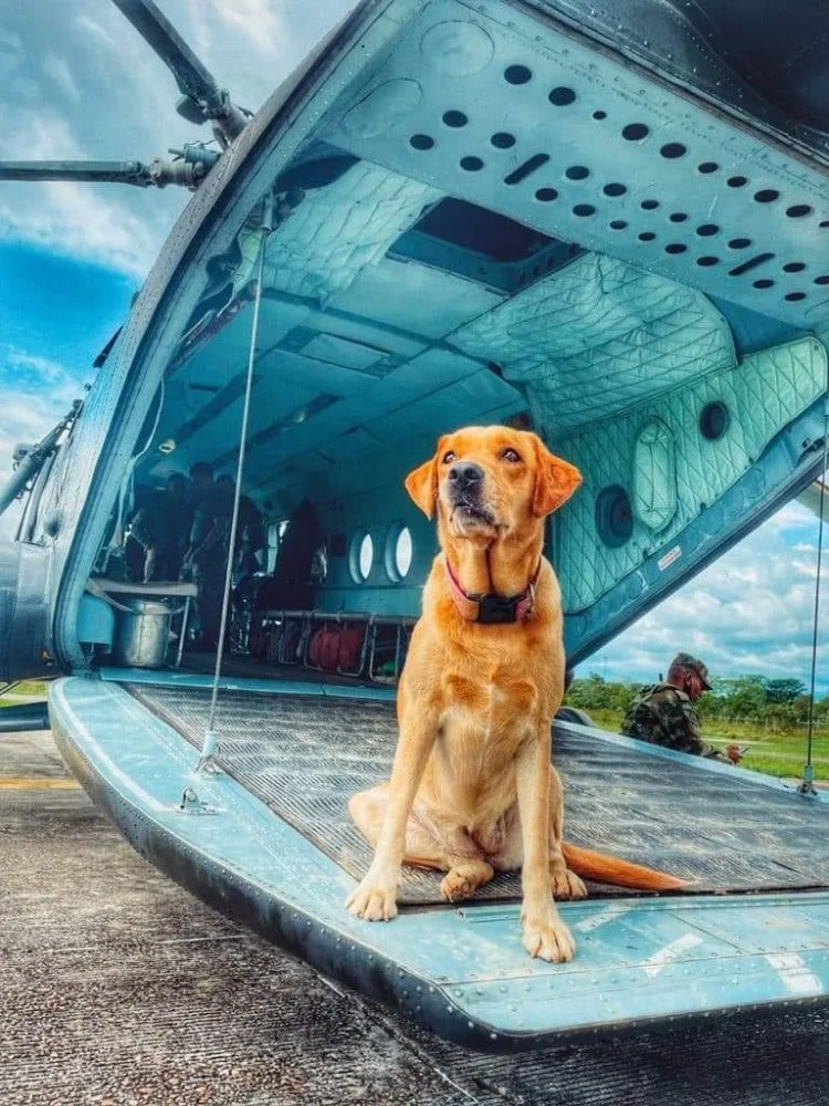 COL K9 EJC ARMY 1.webp