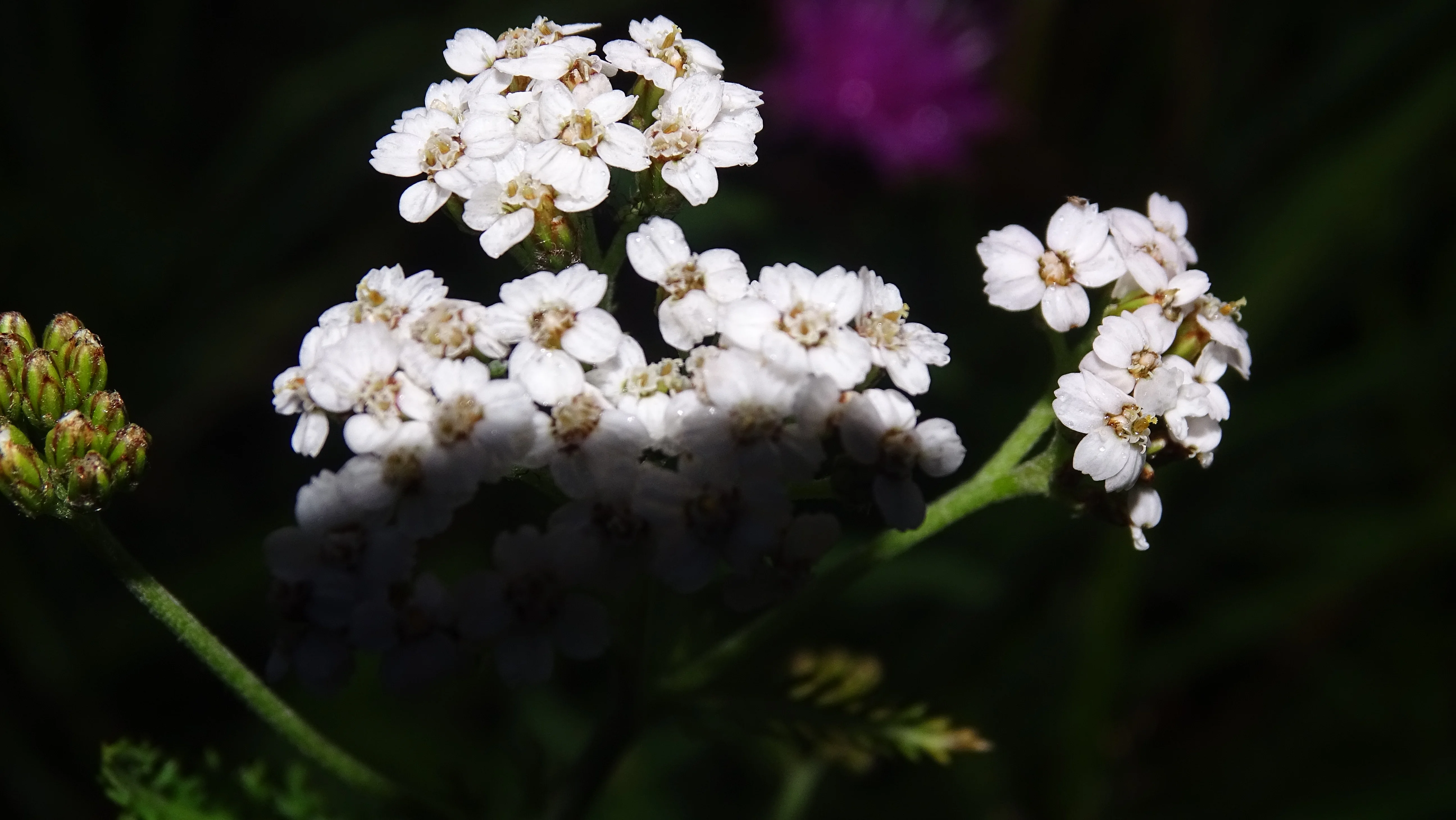 DSC00397.webp