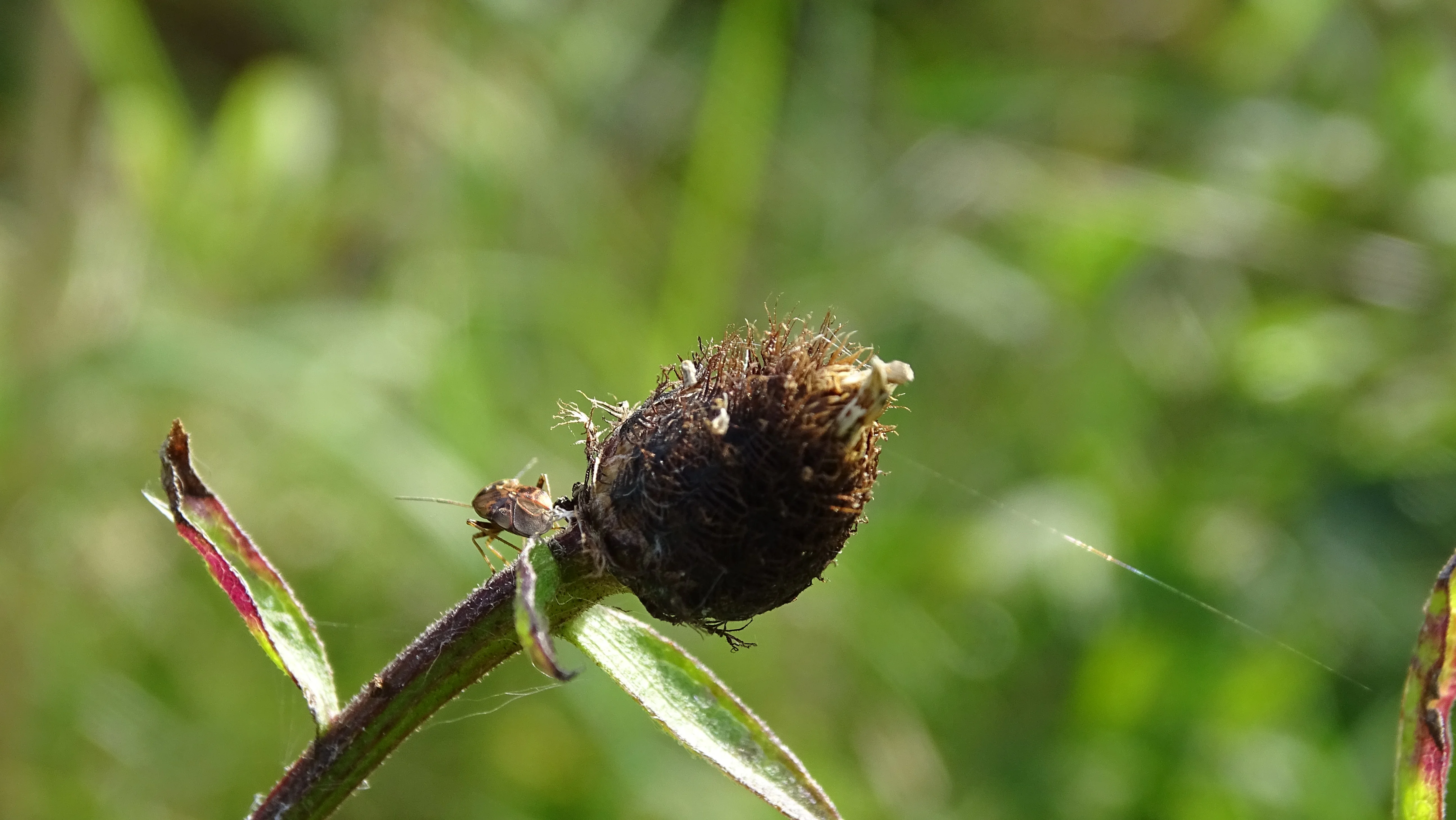 DSC02728.webp