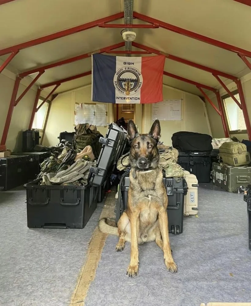 gign-in-new-caledonia-v0-38xgvdidml9d1.webp
