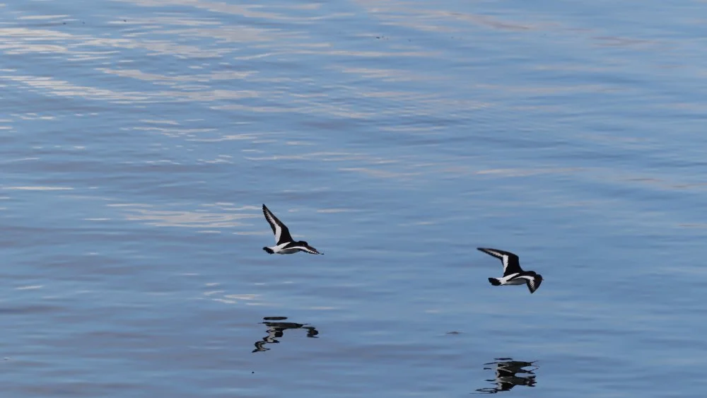 IMG_7418.webp