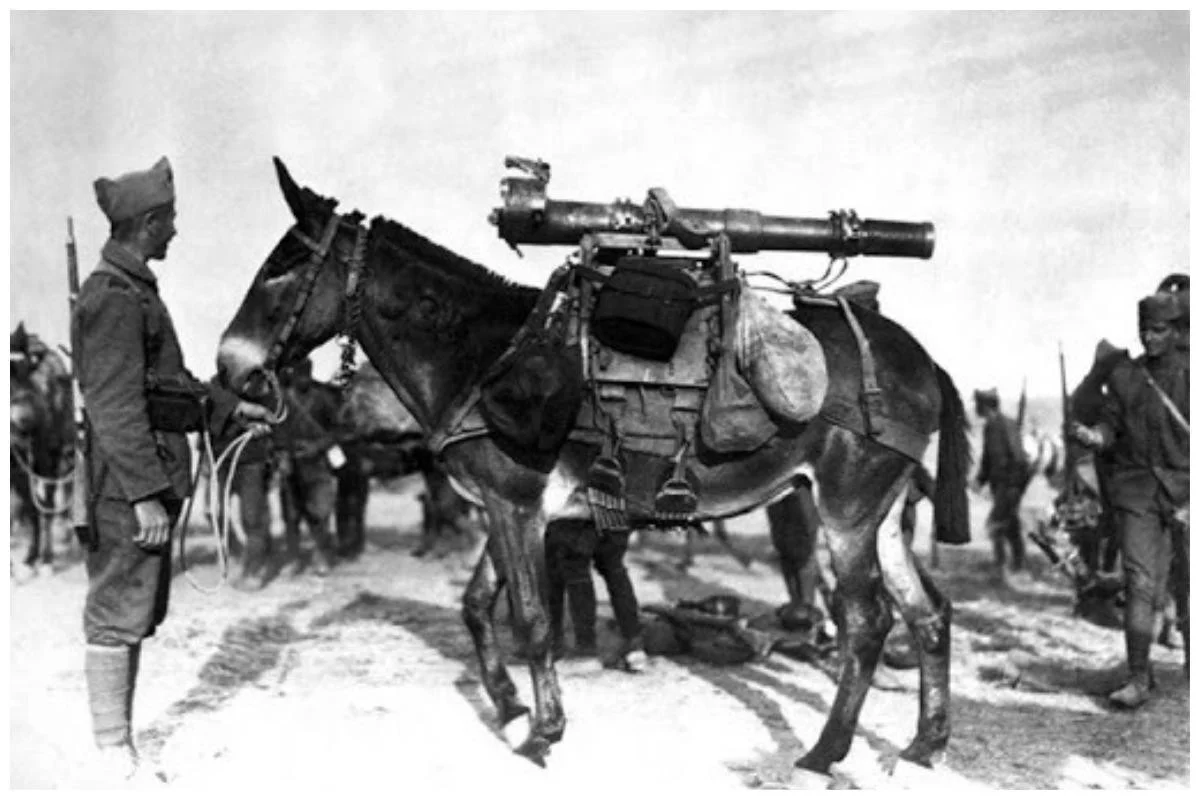 m12Turkey1921.webp