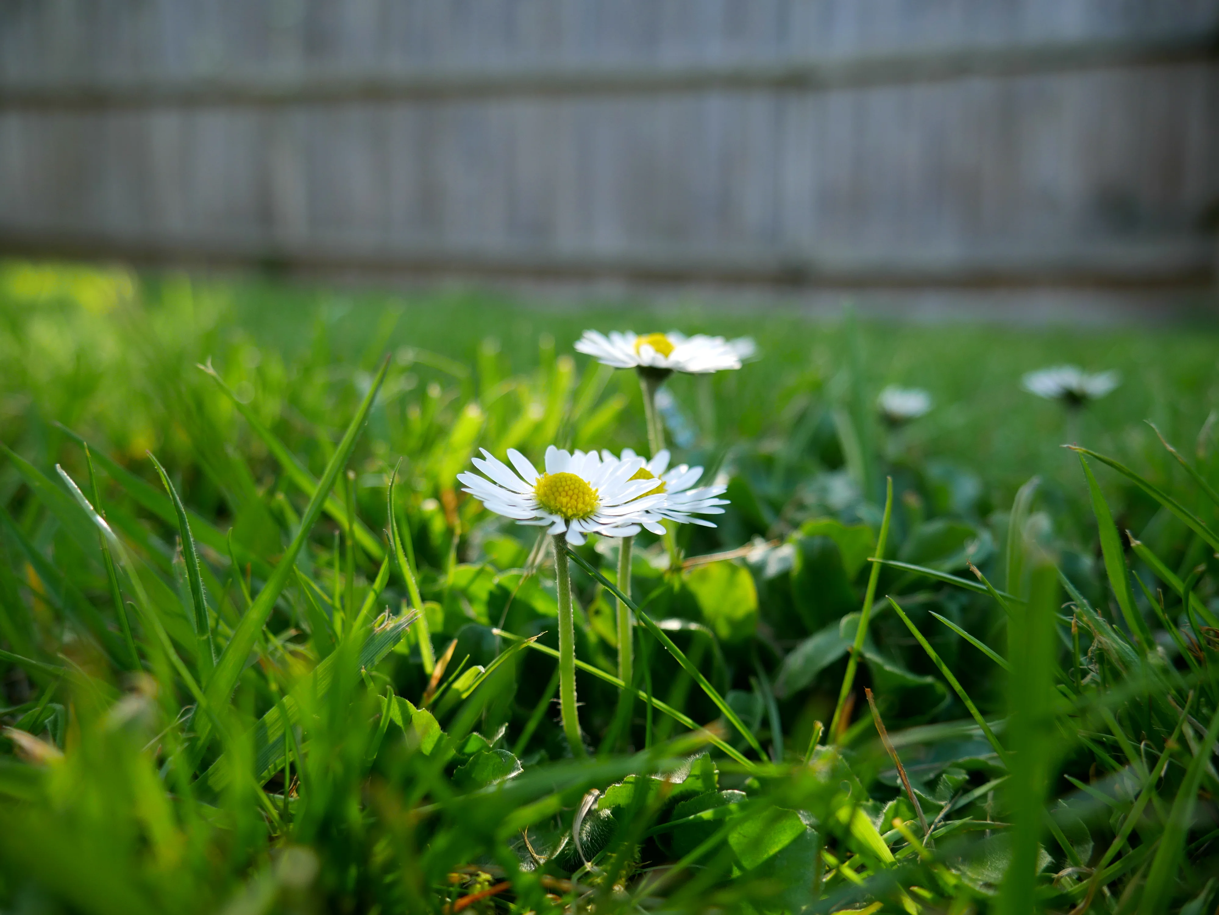 P1050130.webp