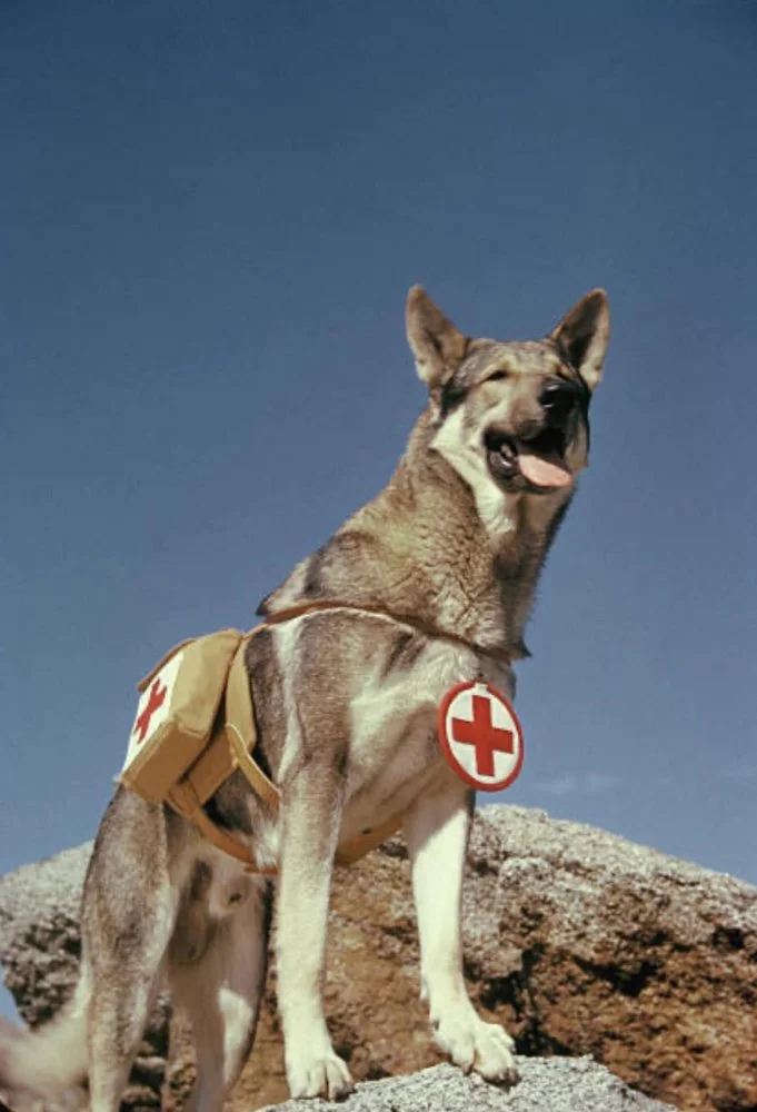 Rin Tin Tin, posing as a Red Cross rescue dog, 1943.webp