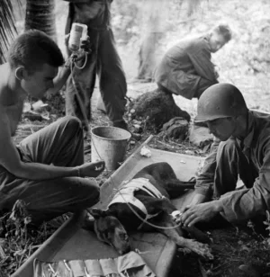 American troops treat a wounded dog. 1944.webp