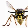 Wasp