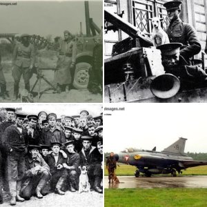 Animals at war