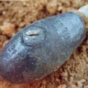WW1 Egg