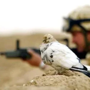 War And Peace