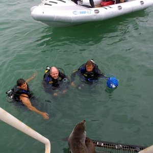 New Zealand Navy - divers