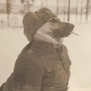 Funny Russian Military Dog