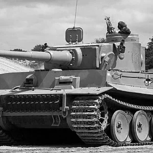 Tiger_by_amipal-d56ghm5