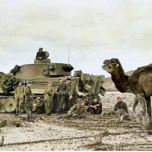 Dromedars meet Tiger of the Africa Korps