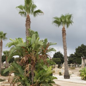 View of Capuccini Naval Cemetery.