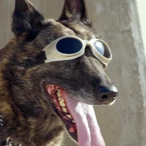 Zorro_with_sun_goggles