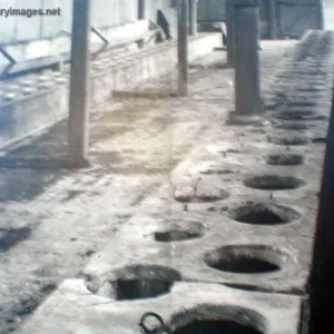 Holocaust