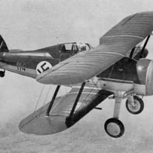 Latvian Gloster Gladiator