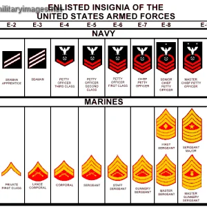 Media 'US Navy Enlisted Ranks' in category 'Military Insignia, ranks & plaques'