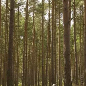 Is it a tree?