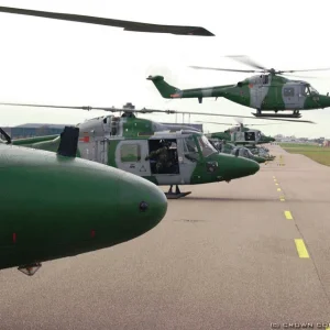 Missing Lynx