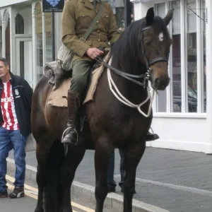 War Horses