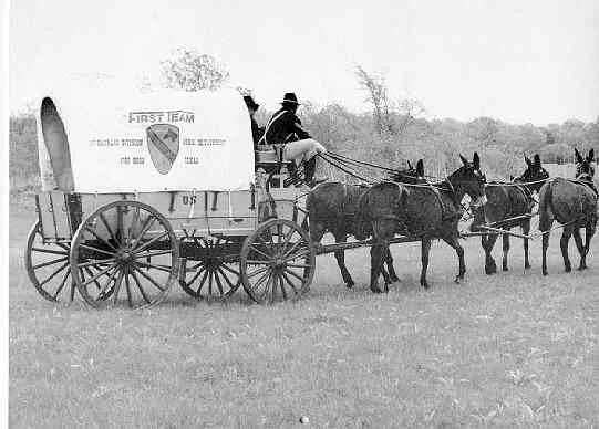 1st Cav Mule Train