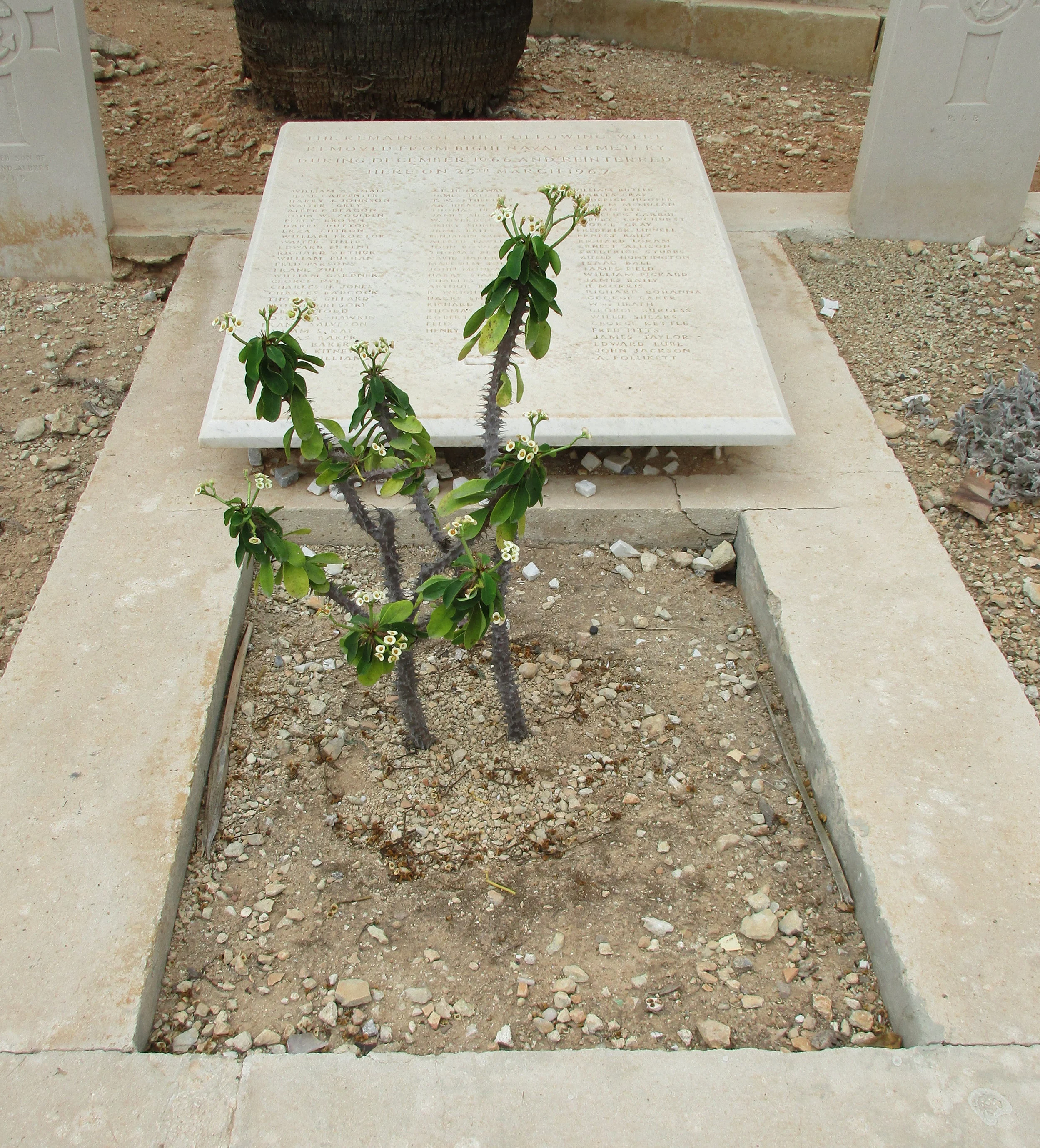 D846 of reinternments from R.N. Cemetery Bighi