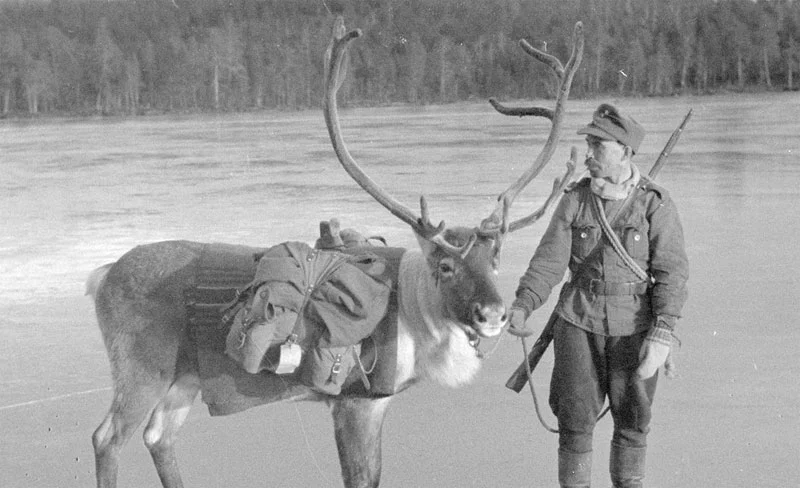 Finnish soldier with a pack reindeer