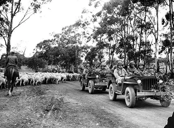 Jeeps