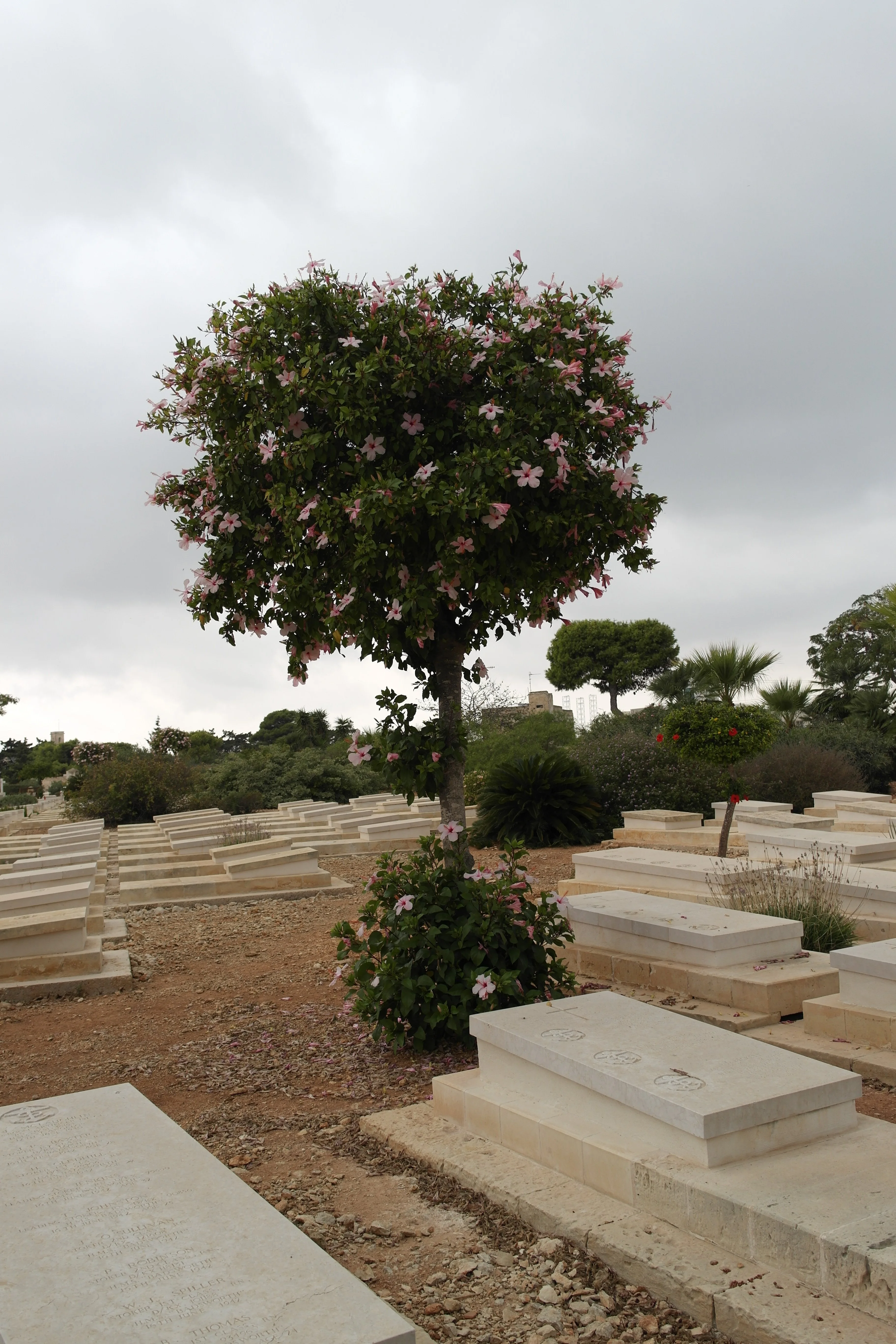 View of Capuccini Naval Cemetery