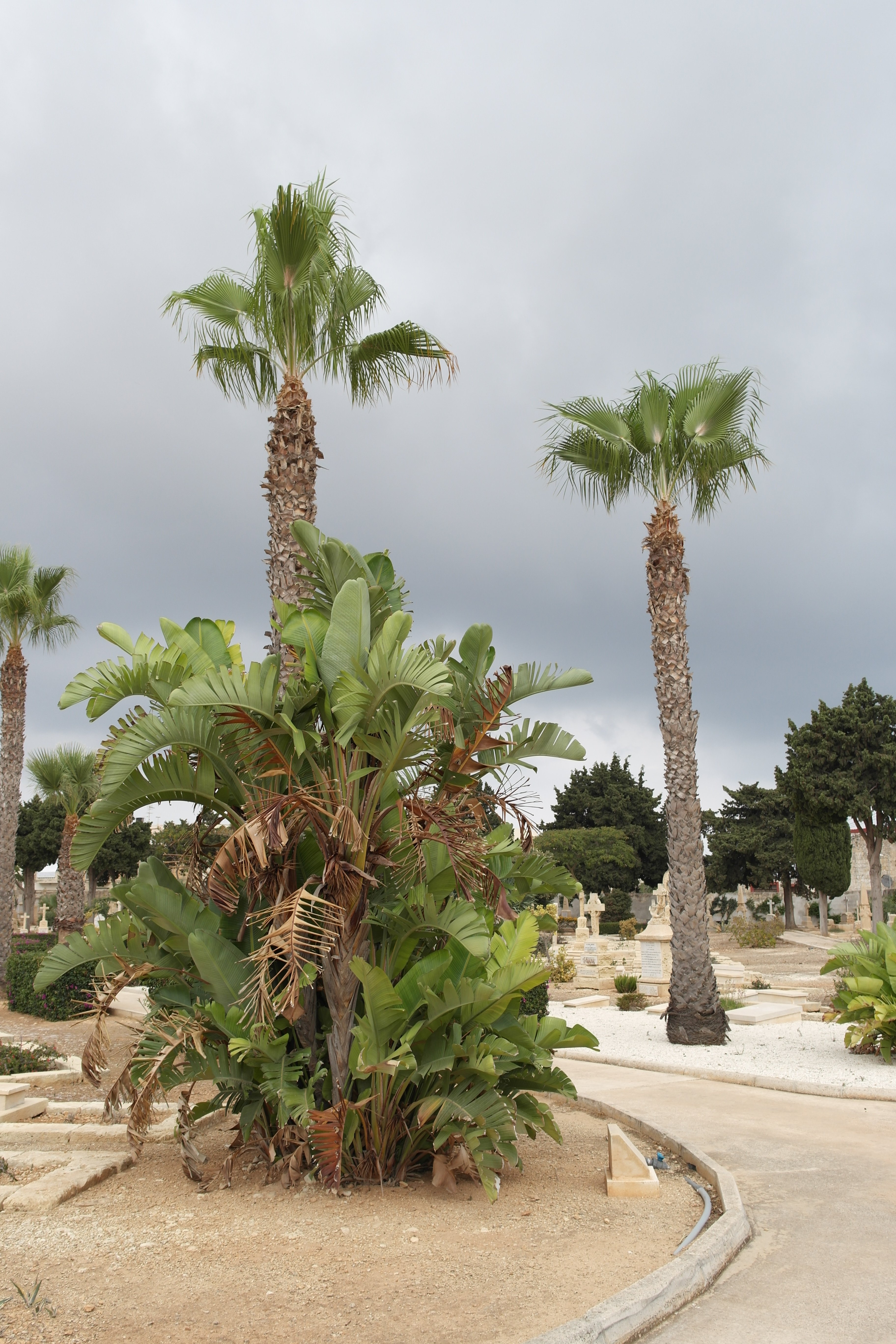 View of Capuccini Naval Cemetery.