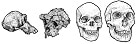 evolutionnews.org